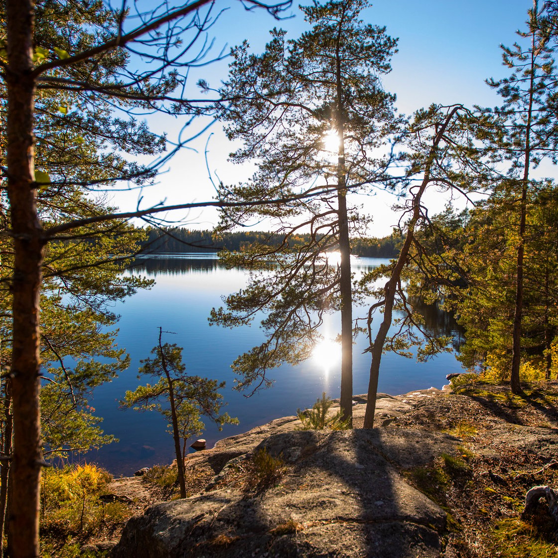 Puita kalliolla, taustalla järvi.