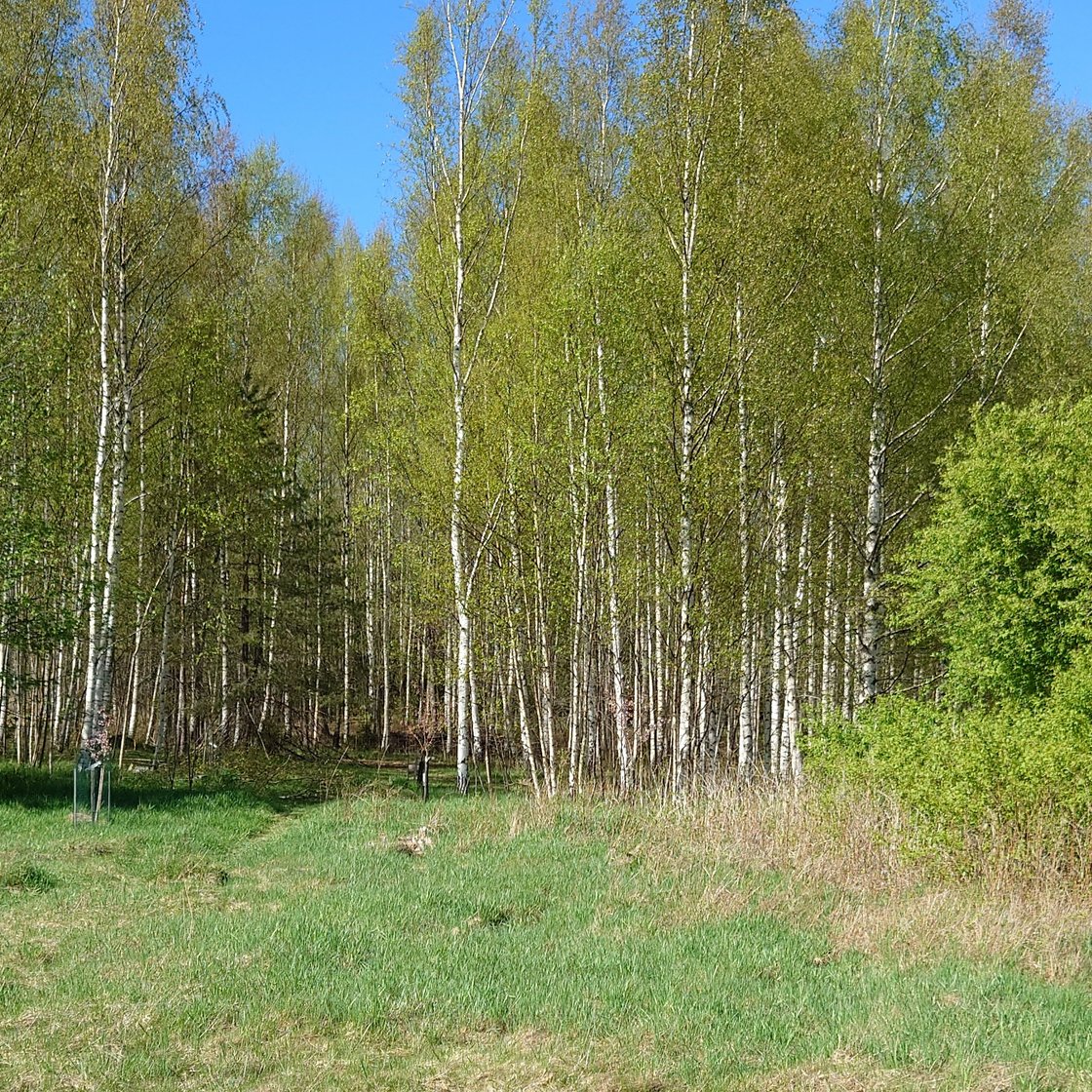 Kuva Keijukaispuiston alueen metsästä. Kuvassa pääasiassa koivuja.