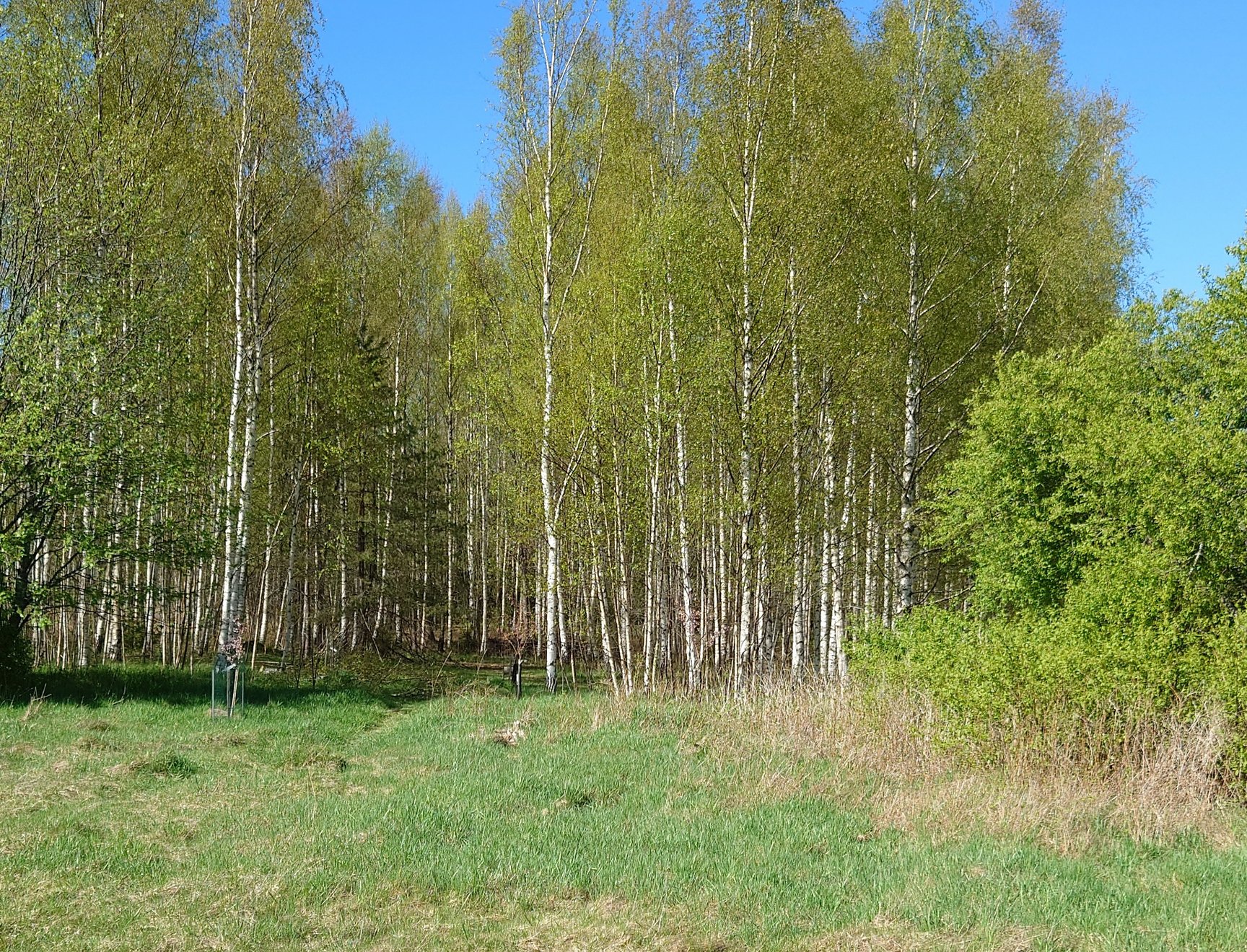 Kuva Keijukaispuiston alueen metsästä. Kuvassa pääasiassa koivuja.